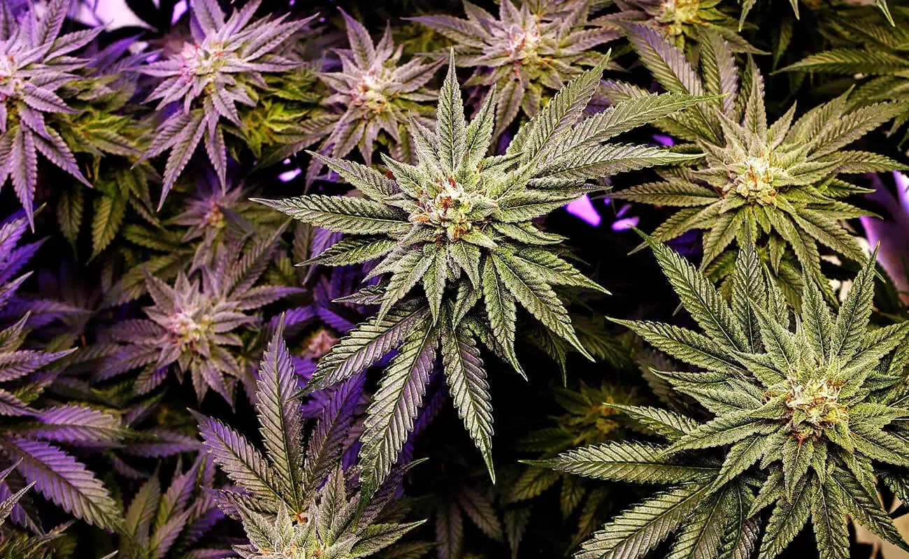 Your Endocannabinoid System And YOU